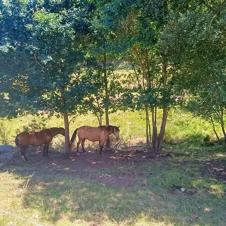 בית כפרי Tulia